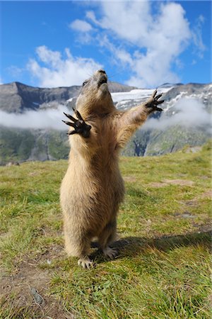 Alpine Marmot, Grossglockner, Hohe Tauern National Park, Austria Stock Photo - Rights-Managed, Code: 700-02686061