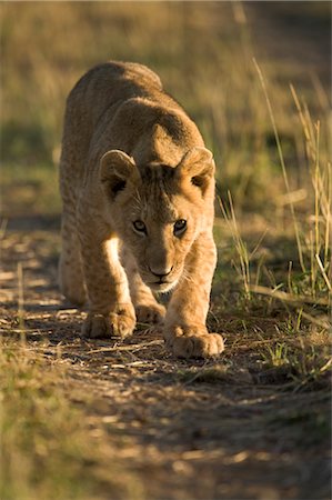 stalking - Lion Cub Foto de stock - Con derechos protegidos, Código: 700-02686584