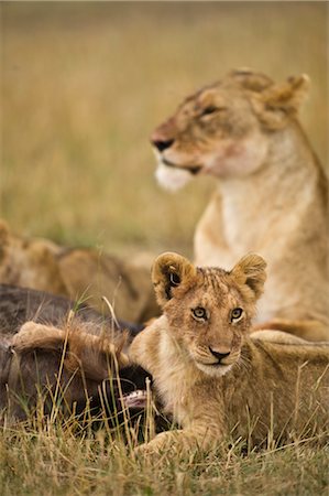 Lion Cub with Prey Foto de stock - Con derechos protegidos, Código: 700-02686588