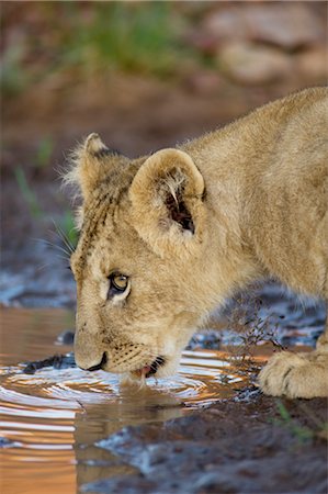 point d'eau - Lion Cub l'eau potable Photographie de stock - Rights-Managed, Code: 700-02686581