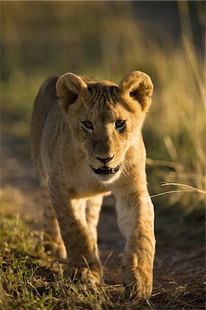 simsearch:700-02686611,k - Lion Cub Foto de stock - Con derechos protegidos, Código: 700-02686583