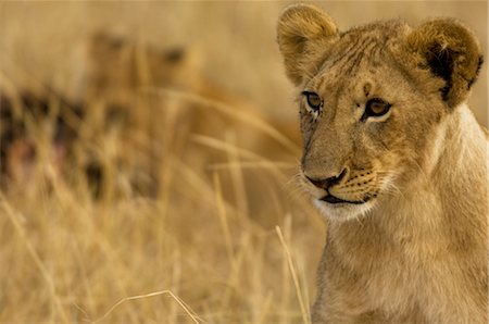 simsearch:873-06441003,k - Portrait of Lion Cub Stock Photo - Rights-Managed, Code: 700-02686594
