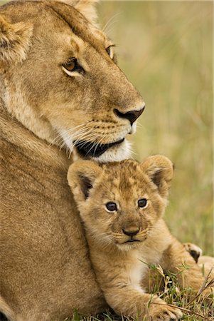 female lion lying down - Lioness with Cub Stock Photo - Rights-Managed, Code: 700-02686595