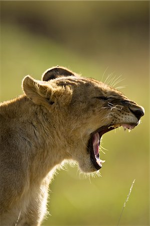 side view lions head - Lion Cub Yawning Stock Photo - Rights-Managed, Code: 700-02686597