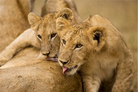 Lion Cubs Licking Rain off Mother's Back Foto de stock - Con derechos protegidos, Código: 700-02686598