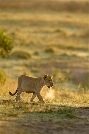 Lion Cub Fotografie stock - Rights-Managed, Codice: 700-02686599