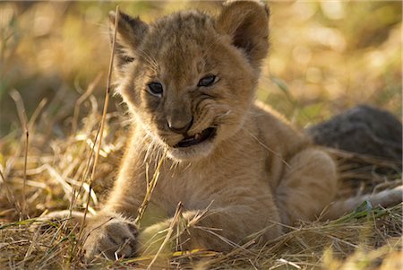 Löwenjunges, kauen auf Gras Stockbilder - Lizenzpflichtiges, Bildnummer: 700-02686592