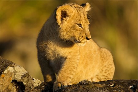 Lion Cub Sitting on Rock Foto de stock - Con derechos protegidos, Código: 700-02686593