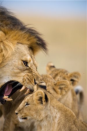 Male Lion hurlant au Cub Photographie de stock - Rights-Managed, Code: 700-02686605