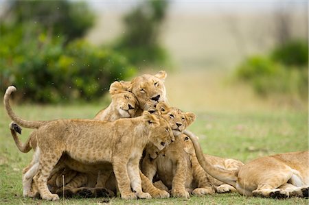 simsearch:873-06441003,k - Lions Cuddling Stock Photo - Rights-Managed, Code: 700-02686607