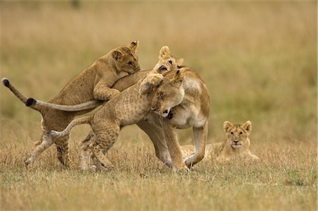 Lion Cubs Playing with Mother Fotografie stock - Rights-Managed, Codice: 700-02686600