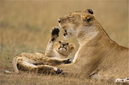 Lion Cub Playing with Mother Fotografie stock - Rights-Managed, Codice: 700-02686602