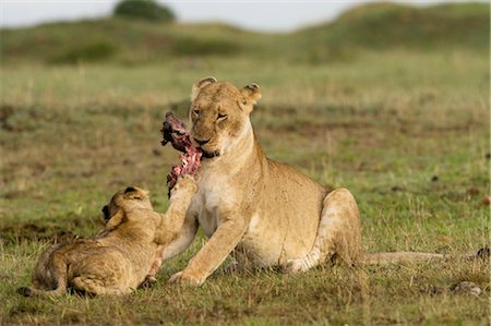 Lionceau en essayant de voler de la nourriture de lionne Photographie de stock - Rights-Managed, Code: 700-02686615