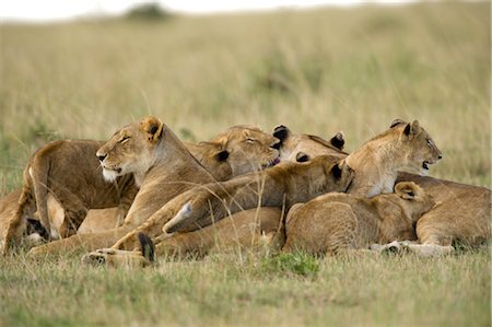 Lions Resting in Heap Stock Photo - Rights-Managed, Code: 700-02686616