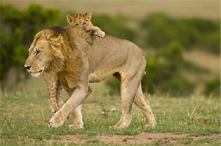 simsearch:700-02686611,k - Lion Cub Hanging on to Male Lion's Back Foto de stock - Con derechos protegidos, Código: 700-02686611