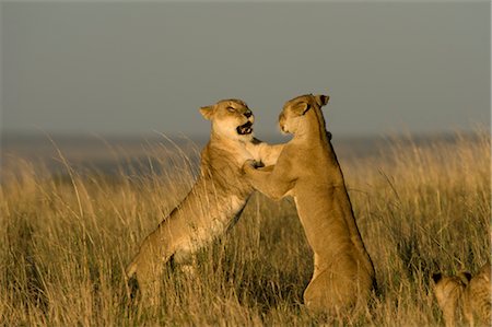 standing on hind legs - Lionesses Play Fighting Foto de stock - Con derechos protegidos, Código: 700-02686612