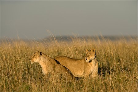 Lionesses in Long Grass Stock Photo - Rights-Managed, Code: 700-02686613