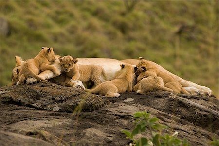 female lion with cubs - Lioness Feeding Cubs Stock Photo - Rights-Managed, Code: 700-02686622