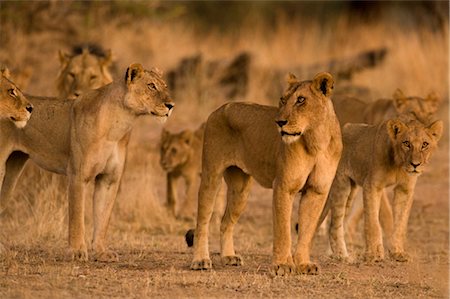 powerful (animals) - Pride of Lions Stock Photo - Rights-Managed, Code: 700-02686623