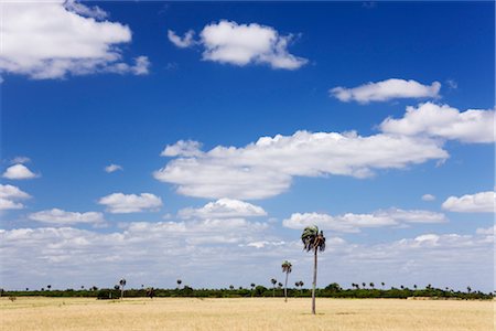 simsearch:700-02694415,k - Landscape, Entre Rios Province, Argentina Foto de stock - Con derechos protegidos, Código: 700-02694412