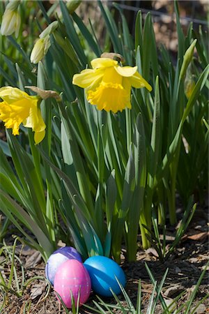 Jonquilles et oeufs de Pâques Photographie de stock - Rights-Managed, Code: 700-02694511