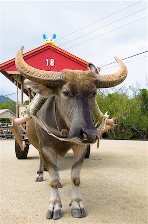 Water Buffalo Pulling Cart, Yubu and Iriomote Islands, Yaeyama Islands, Okinawa, Japan Foto de stock - Con derechos protegidos, Código: 700-02698390