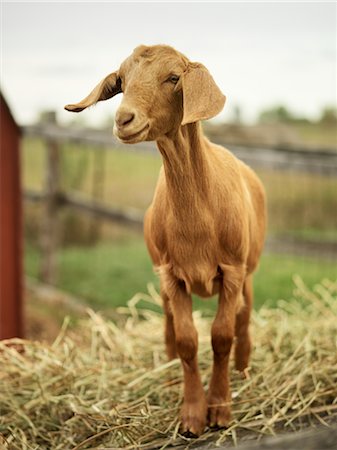 Goat Standing in Hay Stock Photo - Rights-Managed, Code: 700-02700275