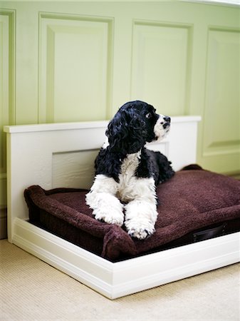 Cocker Spaniel on Dog Bed Foto de stock - Direito Controlado, Número: 700-02700277