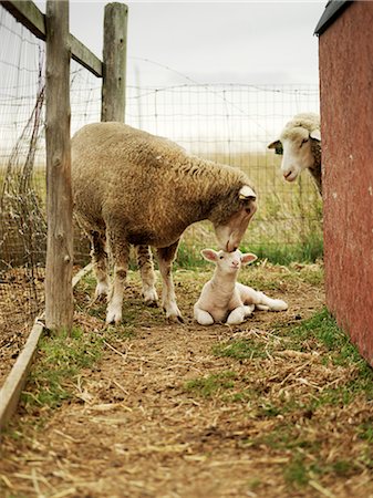 femelle du mouton - Moutons dans l'enclos Photographie de stock - Rights-Managed, Code: 700-02700285