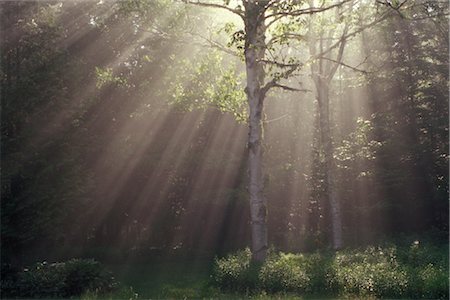 Sunrays, Shampers Bluff, New Brunswick, Canada Foto de stock - Direito Controlado, Número: 700-02700394