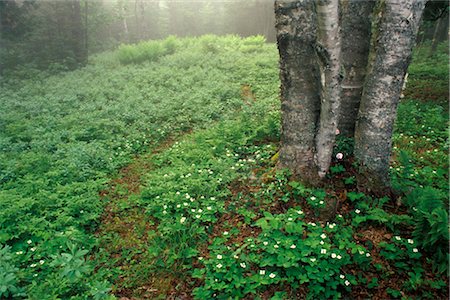 Forest Path, Shampers Bluff, New Brunswick, Canada Stock Photo - Rights-Managed, Code: 700-02700395