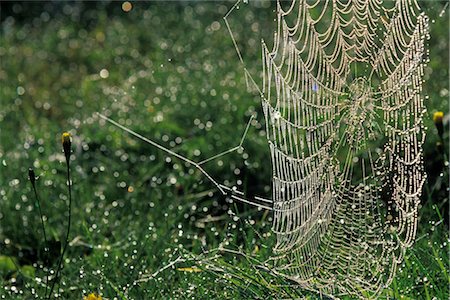 Spider Web, Shampers Bluff, New Brunswick, Canada Foto de stock - Con derechos protegidos, Código: 700-02700396