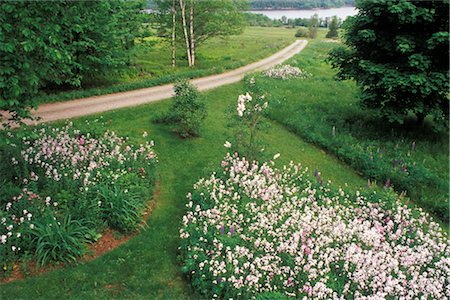 Hesperis, Shampers Bluff, New Brunswick, Canada Stock Photo - Rights-Managed, Code: 700-02700390