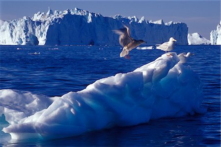 freeman patterson - Ilulissat, Greenland Foto de stock - Con derechos protegidos, Código: 700-02700405