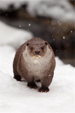 Loutre eurasienne en hiver Photographie de stock - Rights-Managed, Code: 700-02701044