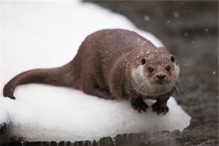 Loutre eurasienne en hiver Photographie de stock - Rights-Managed, Code: 700-02701048