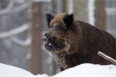 Wildschwein im Winter Stockbilder - Lizenzpflichtiges, Bildnummer: 700-02701059