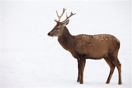 Red Deer in Winter Foto de stock - Con derechos protegidos, Código: 700-02701053