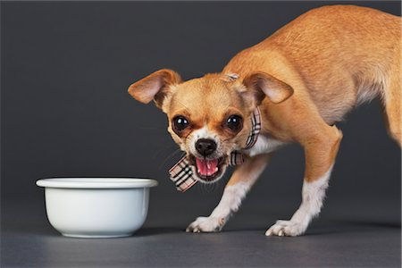 Portrait of Chihuahua with Dog Bowl Fotografie stock - Rights-Managed, Codice: 700-02702551