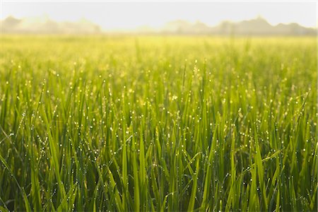 dew - Rice Plants, Pathum Thani, Thailand Stock Photo - Rights-Managed, Code: 700-02723138