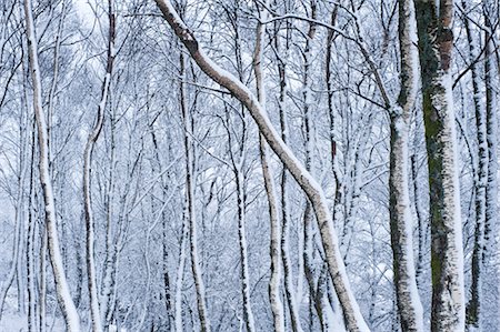 Silver Birch Trees Covered in Snow, Glen Etive, Highlands, Scotland Stock Photo - Rights-Managed, Code: 700-02723149