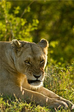 Lionne, Masai Mara, Kenya Photographie de stock - Rights-Managed, Code: 700-02723161