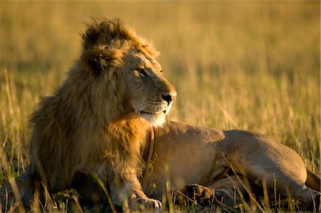 Lion, Masai Mara, Kenya Stock Photo - Rights-Managed, Code: 700-02723198