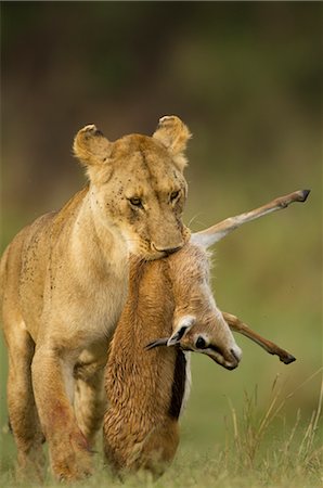 Lioness Carrying Thompson Gazelle Carcass, Masai Mara, Kenya Stock Photo - Rights-Managed, Code: 700-02723205