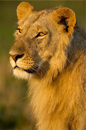 Lion, Masai Mara, Kenya Foto de stock - Direito Controlado, Número: 700-02723206