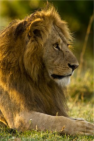 side view lions head - Lion, Masai Mara, Kenya Stock Photo - Rights-Managed, Code: 700-02723209