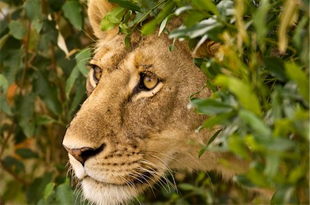 Lioness, Masai Mara, Kenya Foto de stock - Con derechos protegidos, Código: 700-02723201