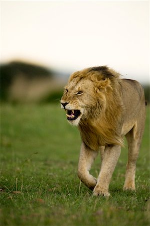 Lion, Masai Mara, Kenya Foto de stock - Con derechos protegidos, Código: 700-02723214