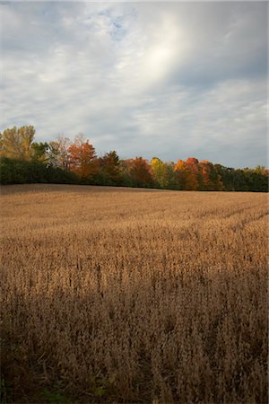 simsearch:700-02738108,k - Grain Field in Autumn, Ontario, Canada Fotografie stock - Rights-Managed, Codice: 700-02738107