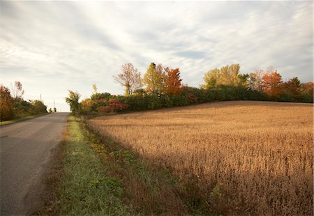 Country Road and Grain Field in Autumn, Ontario, Canada Stock Photo - Rights-Managed, Code: 700-02738109